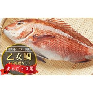 ふるさと納税 須崎市 乙女鯛 まるごと2匹