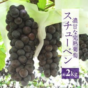 ふるさと納税 横手市 濃甘な完熟葡萄　横手市大沢地区産ぶどうスチューベン　約2kg
