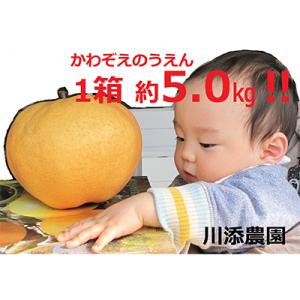 ふるさと納税 唐津市 冬に食べる完熟　高級大玉　愛宕梨5kg 　(先行受付　2026年秋冬頃発送)　佐賀県唐津市産