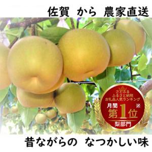 ふるさと納税 唐津市 人気品種のみ　特栽　今が食べごろ!旬の梨5kg　佐賀県唐津市産