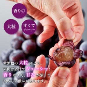 ふるさと納税 弥彦村 【ぶどう界の大御所】農家...の詳細画像1