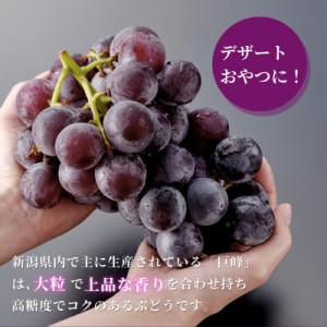 ふるさと納税 弥彦村 【ぶどう界の大御所】農家...の詳細画像2