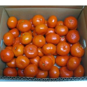 ふるさと納税 観音寺市 香川県オリジナル品種 小原紅早生みかん 5kg