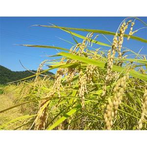 ふるさと納税 小浜市 【令和7年産】福井県産コ...の詳細画像1
