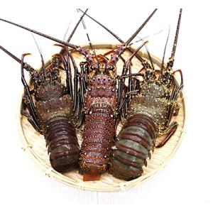 ふるさと納税 奄美市 伊勢エビ約1kg以上(2尾〜3尾)