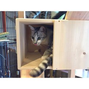 ふるさと納税 川辺町 ジャングルネコA(ネコハウス)の詳細画像1