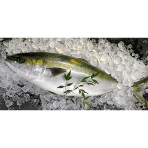 ふるさと納税 須崎市 黒潮の恵み　高知県産　脂ののったブリ　2節セット【約10〜12人前】　薬味付き...