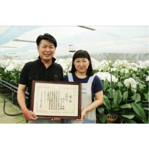 ふるさと納税 志免町 胡蝶蘭5本切り花の詳細画像1