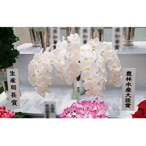 ふるさと納税 志免町 胡蝶蘭5本切り花の詳細画像2
