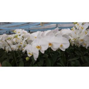 ふるさと納税 志免町 胡蝶蘭5本切り花の詳細画像3