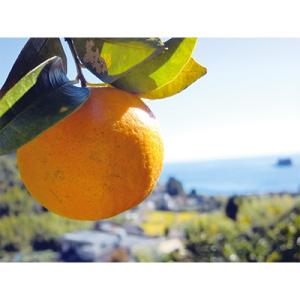 ふるさと納税 須崎市 ヤマデ農園　安和ポンカン秀品3kg