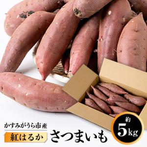 ふるさと納税 かすみがうら市 かすみがうら市産　さつまいも(紅はるか)約5kg