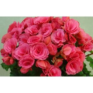 ふるさと納税 藤枝市 【5月出荷 母の日に!】ベゴニア鉢植え　ベルセバピンク5号