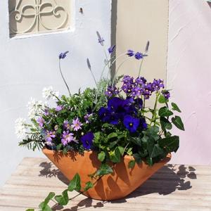 ふるさと納税 朝倉市 【母の日ギフト・ラッピンク・母の日ピック付き】爽やかな色合いブルー・パープルの寄せ植え(舟形M)1鉢