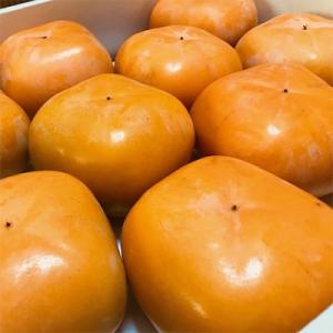 ふるさと納税 九度山町 【柿のふるさと】とっても大きいサイズのたねなし柿　クイーンパーシモン　4L〜...