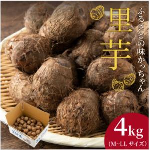 ふるさと納税 勝山市 【先行予約】里芋　4kg