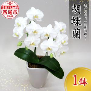 ふるさと納税 西尾市 コチョウラン　N015-17