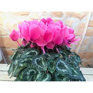 ふるさと納税 藤枝市 高級シクラメン鉢植え ピ...の詳細画像1