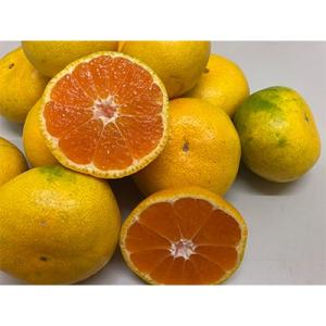 ふるさと納税 観音寺市 ゆら早生みかん　約3kg