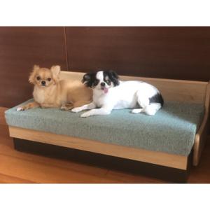 ふるさと納税 大川市 ドロシー ペット ソファ...の詳細画像2
