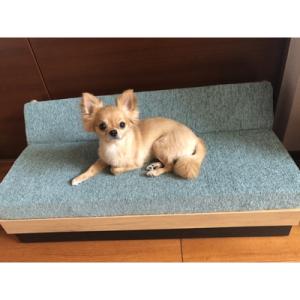 ふるさと納税 大川市 ドロシー ペット ソファ...の詳細画像3