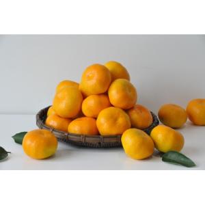 ふるさと納税 有田市 有田みかん「未来への虹」約10kg(すがい柑橘組合)