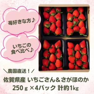 ふるさと納税 江北町 【R8年1月から順次発送】 苺の食べ比べ 1kg【佐賀県産さがほのか&amp;いちごさ...