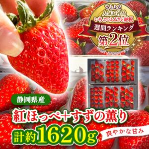 ふるさと納税 掛川市 【2027年発送先行受付】静岡県産いちご「紅ほっぺ+すずの薫り」6P 約1.6...
