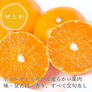 ふるさと納税 八幡浜市 【先行受付】とろける濃...の詳細画像1