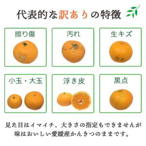 ふるさと納税 八幡浜市 【先行受付】とろける濃...の詳細画像3