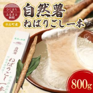 ふるさと納税 日出町 【数量限定】日出町産自然薯「ねばりごし一本」 (800g)