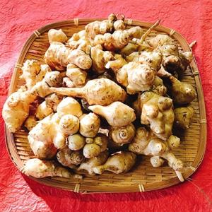 ふるさと納税 つくば市 ヤーコン&amp;菊芋の計約6kg(各 約3kg)セット