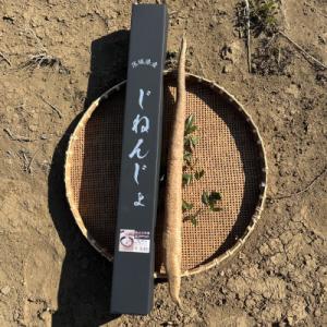 ふるさと納税 つくば市 満点自然薯　約800g化粧箱入り(1〜2本入)