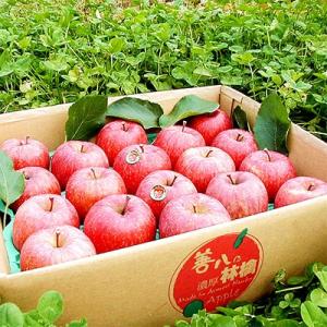 ふるさと納税 南部町 青森南部町産　[濃厚りんご]　サンふじ　家庭用(規格外品)　約5kg