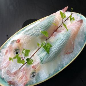 ふるさと納税 唐津市 呼子のいか　活造り　2杯｜Yahoo!ふるさと納税