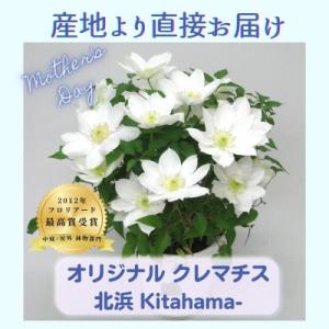 ふるさと納税 北茨城市 【長谷川園芸】国際園芸博覧会最高賞受賞クレマチス「北浜」 5寸 ※5/1〜5/7発送