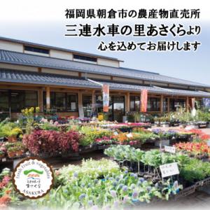 ふるさと納税 朝倉市 フルーツの里の直売所より...の詳細画像2