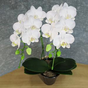 ふるさと納税 田原市 【陶器鉢寄せ植え】中村洋...の詳細画像1