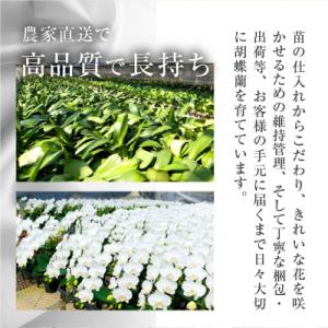 ふるさと納税 田原市 【陶器鉢寄せ植え】中村洋...の詳細画像2