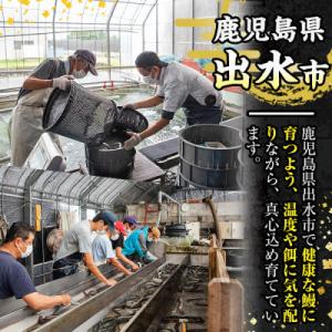 ふるさと納税 出水市 鹿児島県産うなぎ蒲焼3尾セットの詳細画像1