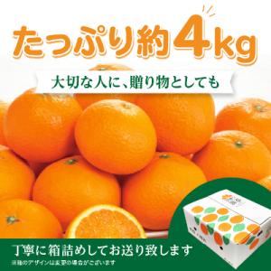 ふるさと納税 八幡浜市 2026年11月発送開...の詳細画像1