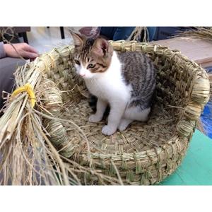 ふるさと納税 甲賀市 信楽産 稲わら製 【猫ち...の詳細画像2