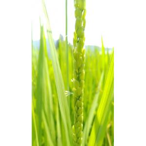 ふるさと納税 魚沼市 「令和8年産 新米先行受...の詳細画像3