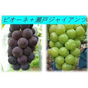 ふるさと納税 浅口市 【2026年9月上旬より順次発送】ニューピオーネ1房600g以上・瀬戸ジャイアンツ1房600g以上