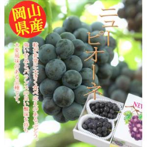 ふるさと納税 岡山市 【2026年8月下旬以降発送】岡山県産　ニューピオーネ(1房480g以上)2房入り