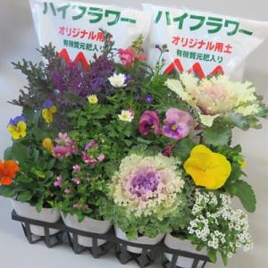 ふるさと納税 羽生市 ハイフラワーの季節の寄せ植...の商品画像