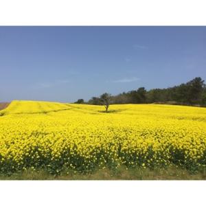 ふるさと納税 横浜町 【青森県横浜町産】澤谷養...の詳細画像1