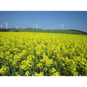 ふるさと納税 横浜町 【青森県横浜町産】澤谷養...の詳細画像3