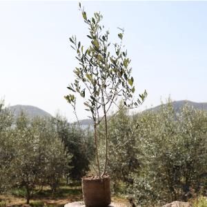 ふるさと納税 土庄町 【小豆島】小豆島のオリーブ苗木(特大)