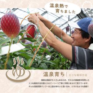 ふるさと納税 指宿市 【2026年発送】訳あり...の詳細画像2